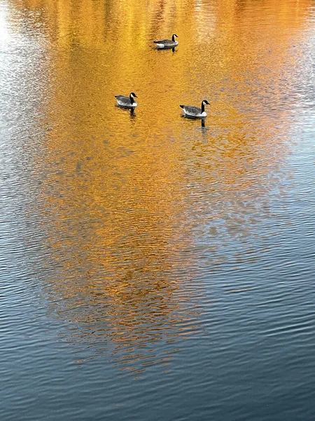 Eine Vertikale Aufnahme Von Kanadagänsen Die Ruhigen Wasser Schwimmen Und — Stockfoto