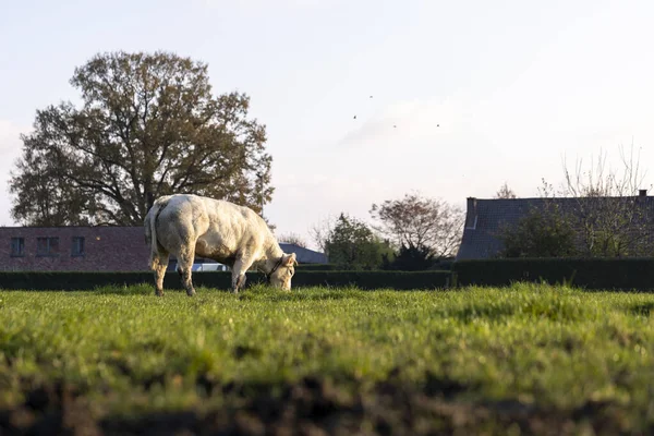 Biały Byk Wypasający Się Polu Trawy — Zdjęcie stockowe