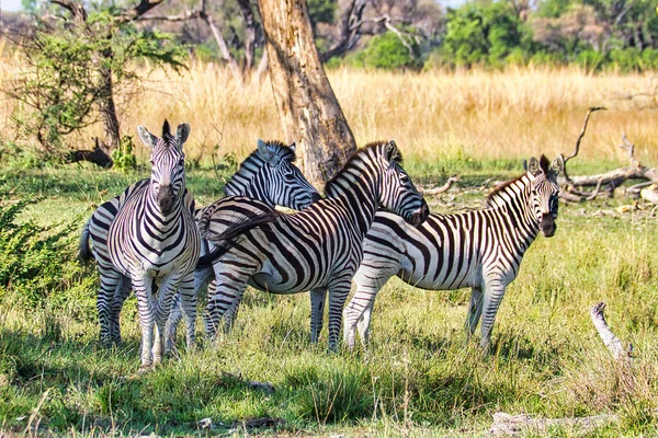 Lindas Cebras Hermosas Hermosas Terreno Herboso Naturaleza Delta Del Okavango — Foto de Stock