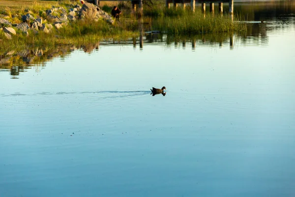 湖の中で泳ぐ孤独なアヒルの景色 — ストック写真