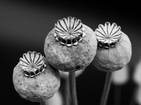 在模糊的背景下拍摄的罂粟种子的灰度照片 — 图库照片