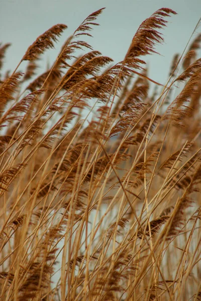 Вертикальный Кадр Сухой Травяной Трости Дующей Ветер Мрачный День — стоковое фото