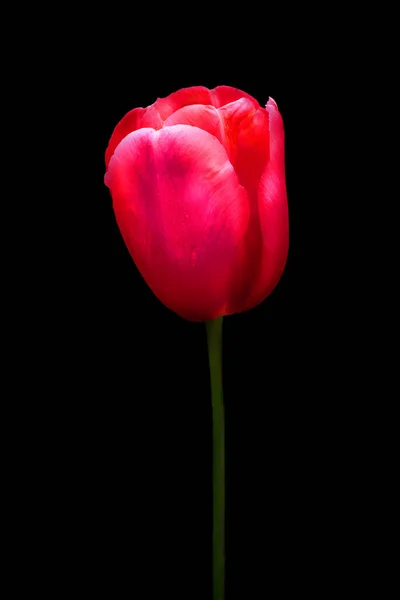 Vertical Shot Beautiful Red Tulip Black Background — Stockfoto