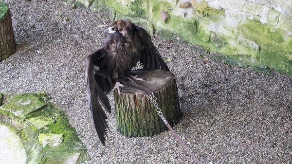 Primer Plano Hermoso Águila Tronco Árbol — Foto de Stock