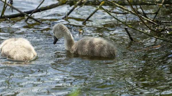 Krásný Výhled Labutí Mláďata Plovoucí Jezeře — Stock fotografie