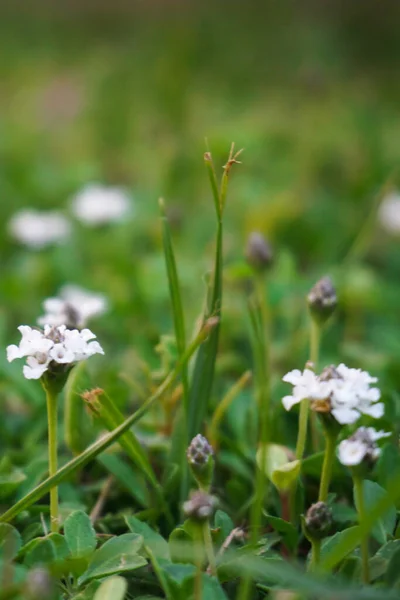 ภาพใกล ดของดอกไม ขาว — ภาพถ่ายสต็อก