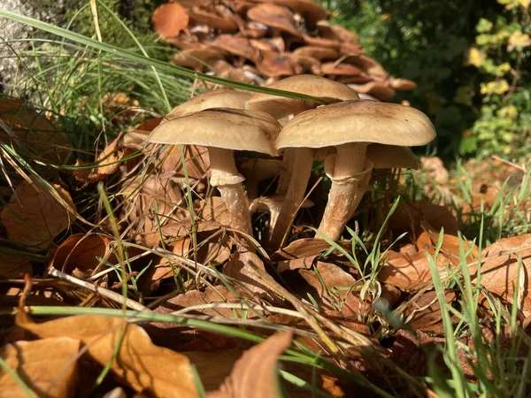 Een Close Shot Van Paddestoelen Groeien Buiten Onder Zonlicht Herfst — Stockfoto