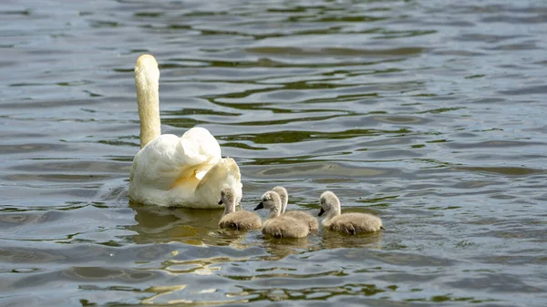 Beautiful View Swan Chicks Floating Lake — 图库照片