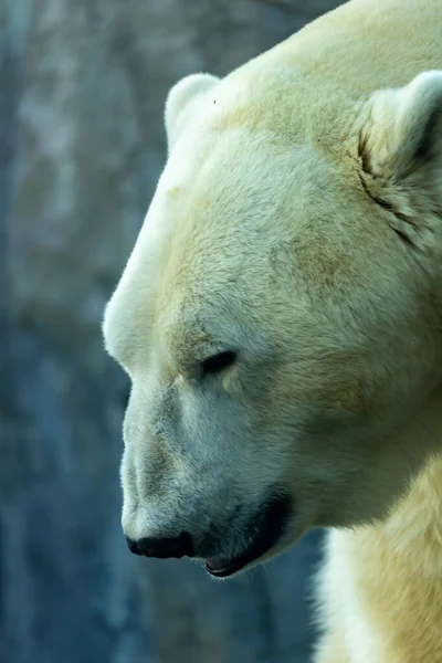 Вертикальний Знімок Красивого Білого Ведмедя Його Середовищі Проживання — стокове фото