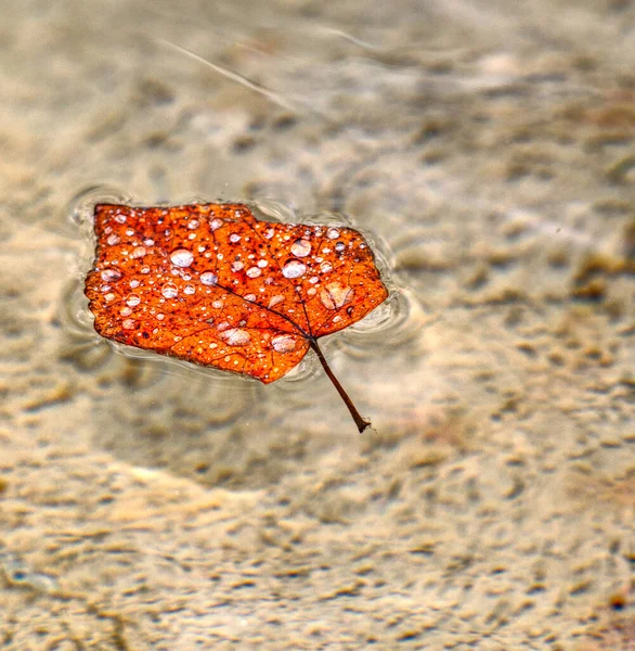 Vertical Macro Shot Red Leaf Floating Transparent Water Surface Fall — Stockfoto