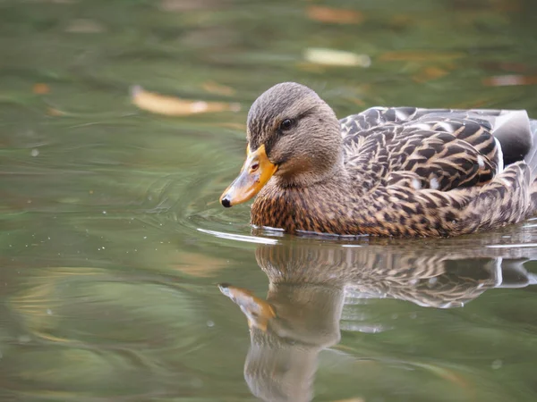 Eine Nahaufnahme Einer Schönen Ente Einem See — Stockfoto