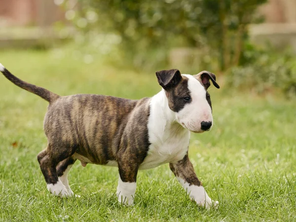 Selektiv Fokusbild Bedårande Vit Och Brun Bull Terrier Hund Gräset — Stockfoto