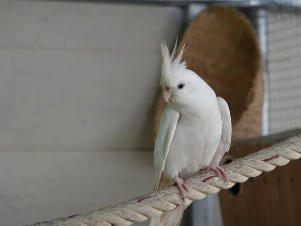 Closeup Shot White Exotic Parrot — Stock Photo, Image