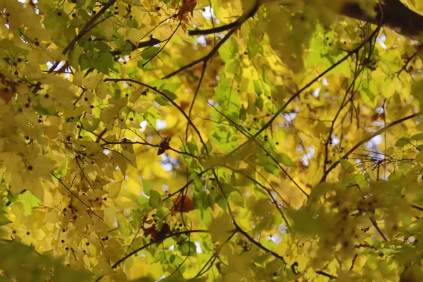 Jesienny Żółty Liście Drzewo — Zdjęcie stockowe