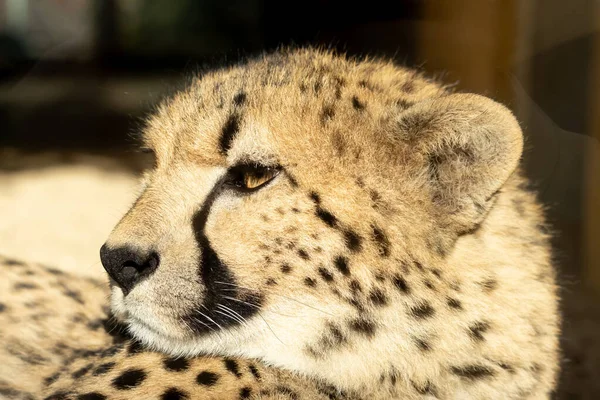 Eine Nahaufnahme Eines Schönen Geparden Seinem Lebensraum — Stockfoto