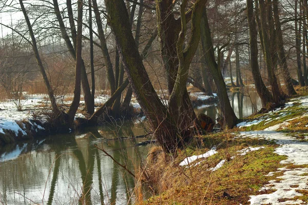 Une Rivière Entourée Arbres Dans Une Forêt Enneigée — Photo