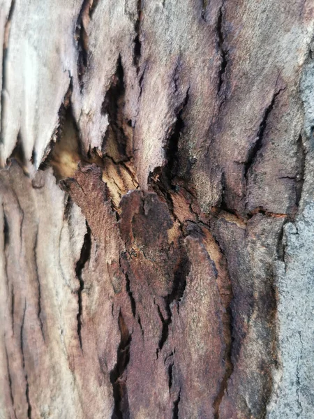 나무줄기의 구조를 클로즈업함 — 스톡 사진