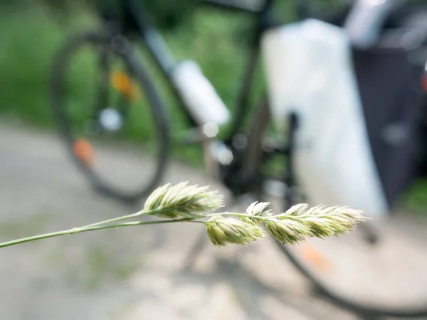 Μια Άποψη Του Φυτού Και Του Ποδηλάτου Στο Παρασκήνιο — Φωτογραφία Αρχείου