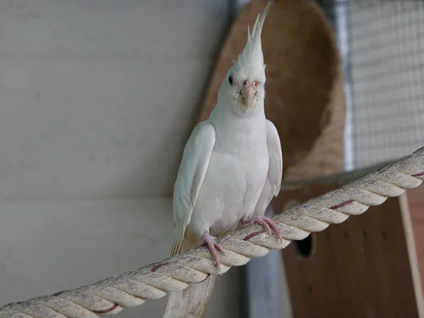 Closeup Shot White Exotic Parrot — Stock Photo, Image