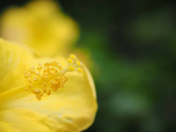 Pistil Stamens Yellow Hibiscus — 图库照片