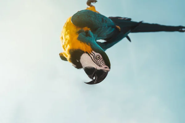 Tiro Close Belo Papagaio Colorido Pendurado Fio Cabeça Para Baixo — Fotografia de Stock