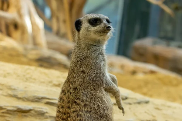 Kilátás Egy Aranyos Meerkat Élőhelyén — Stock Fotó