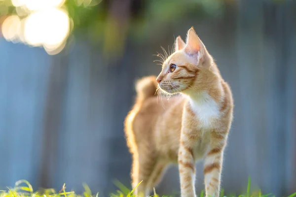 Пухнастий Чарівний Імбирний Кіт Трав Янистому Полі — стокове фото