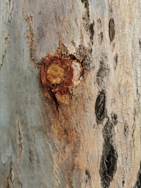 Vertical Closeup Old Tree Trunk Wood Texture — Stockfoto