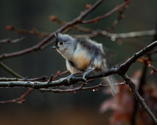 가지에 날개를 흔들고 귀여운 족제비 — 스톡 사진