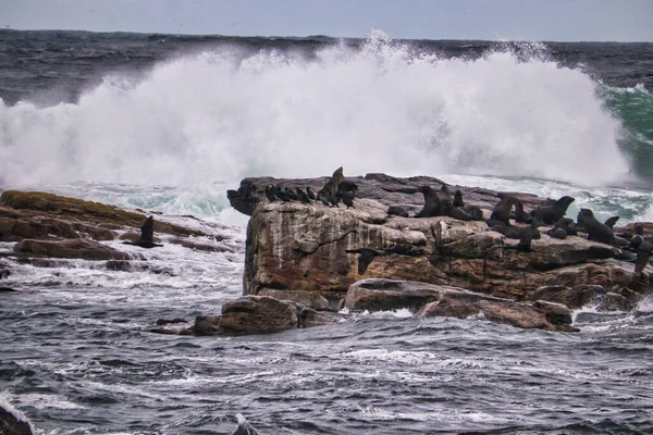 Természetes Kilátás Erős Hullámok Lezuhan Egy Sziklás Tengerparton Cape Peninsula — Stock Fotó