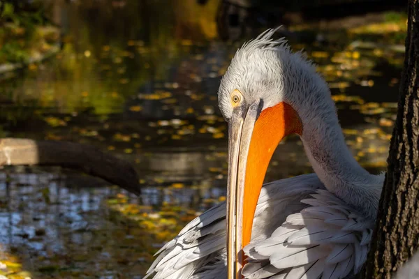 Sebuah Gambar Close Dari Pelican Lucu Habitatnya — Stok Foto