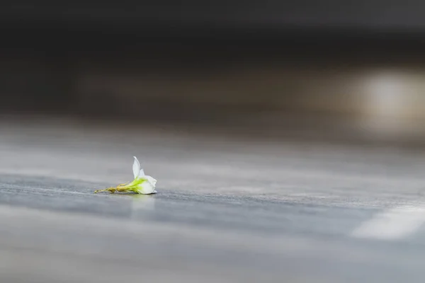 小白花木制表面上的一朵小白花 — 图库照片