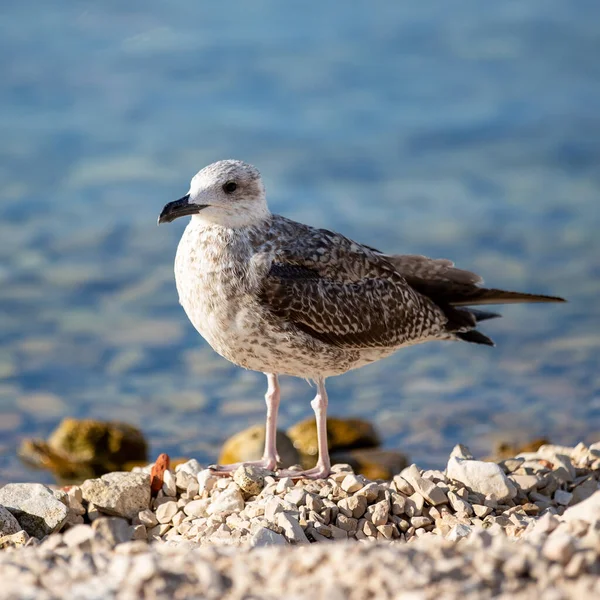 Ein Strandläufer Der Meeresküste — Stockfoto