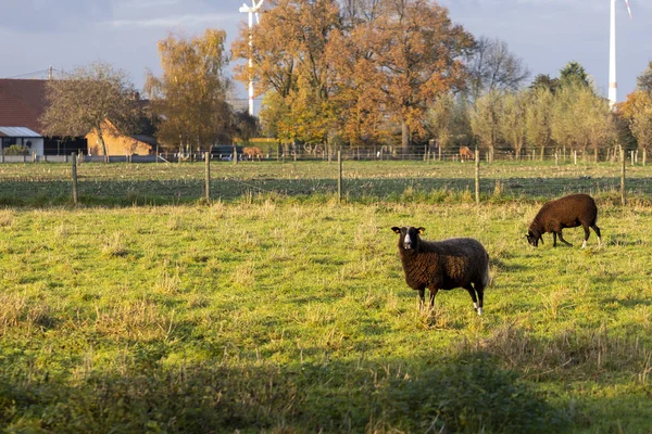Μια Άποψη Τοπίου Ενός Αγρού Και Δύο Πρόβατα Βόσκουν Γρασίδι — Φωτογραφία Αρχείου