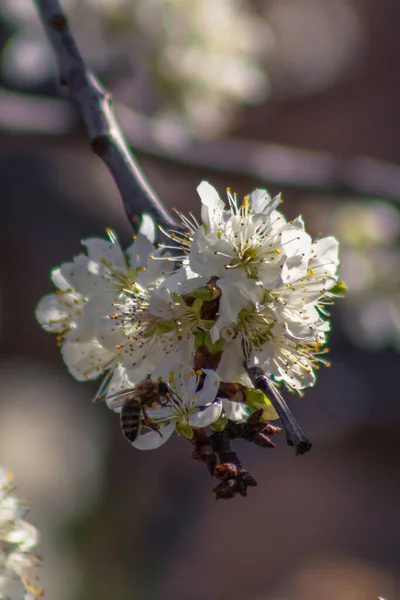 Eine Nahaufnahme Einer Kleinen Biene Die Nektar Aus Pflaumenblüten Sammelt — Stockfoto