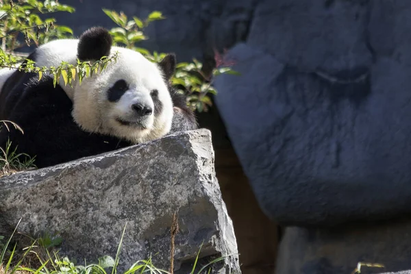 Egy Panda Ailuropoda Melanoleuca Fekszik Egy Kövön — Stock Fotó