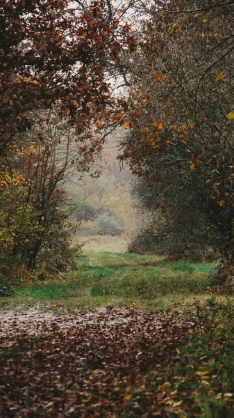 Trawiasta Ścieżka Pokryta Jesiennymi Liśćmi Wchodząca Między Drzewa Mglisty Dzień — Zdjęcie stockowe