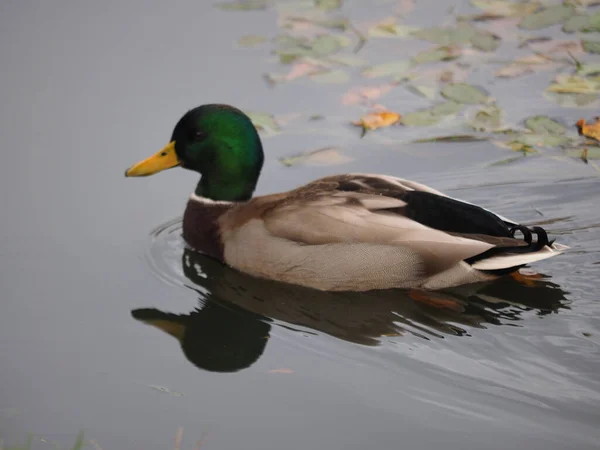 Closeup Beautiful Duck Lake — Stock Photo, Image