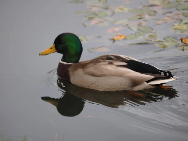 Gros Plan Beau Canard Dans Lac — Photo