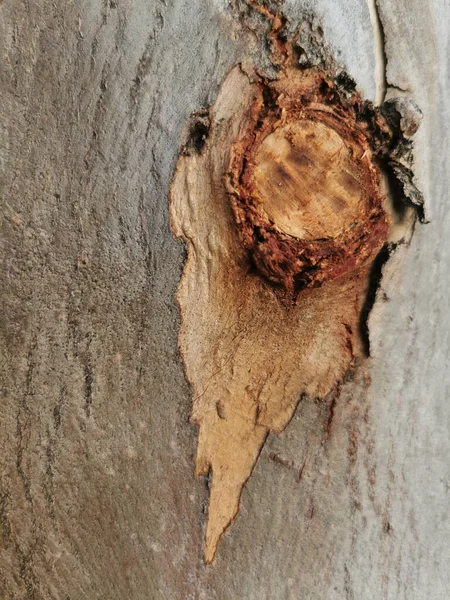 Vertical Closeup Old Tree Trunk Wood Texture — 图库照片
