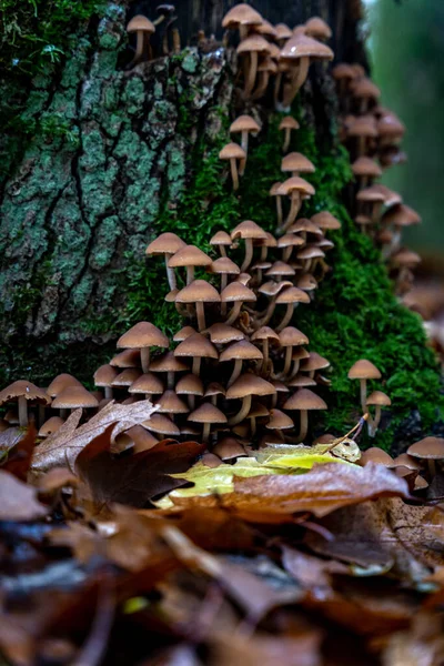 Vertical Closeup Hypholoma Fasciculare Known Sulphur Tuft Clustered Woodlover — Stock Photo, Image