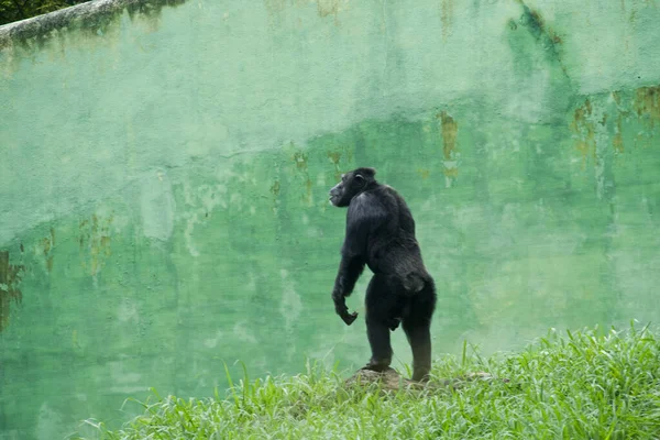 Ένας Χιμπατζής Στέκεται Κοντά Τοίχο Στο Ζωολογικό Πάρκο Krishnarajendra Στο — Φωτογραφία Αρχείου