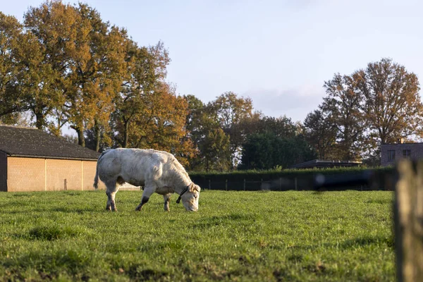 Biały Byk Wypasający Się Polu Trawy — Zdjęcie stockowe