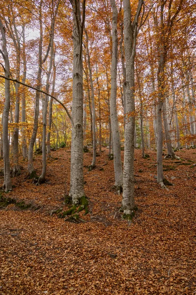 Uma Bela Floresta Com Árvores Coloridas Folhas Secas Caídas Chão — Fotografia de Stock