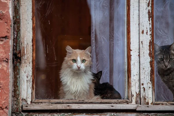 Söta Små Kattungar Tittar Genom Fönstret — Stockfoto