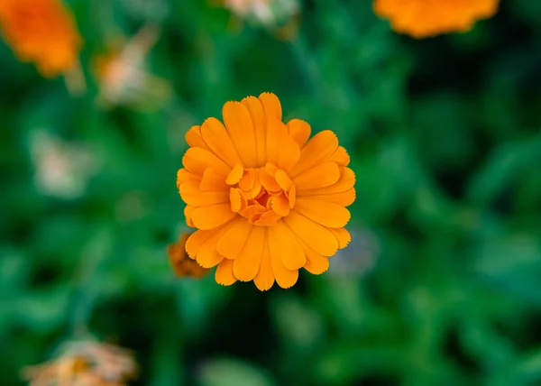 Selektywne Ognisko Kwiatu Nagietka Pomarańczowego Kwitnącego Ogrodzie — Zdjęcie stockowe