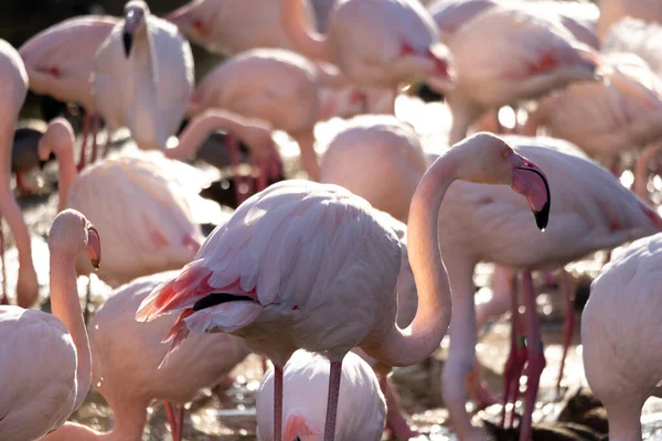 Ein Blick Auf Schöne Flamingos Ihrem Lebensraum — Stockfoto