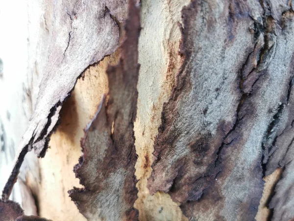 Closeup Old Tree Trunk Wood Texture — 图库照片