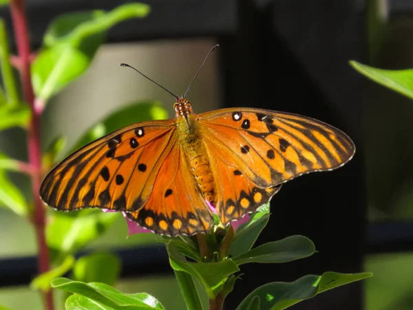 Gros Plan Papillon Sur Une Fleur — Photo