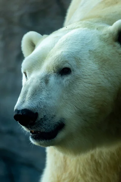 Вертикальний Знімок Красивого Білого Ведмедя Його Середовищі Проживання — стокове фото